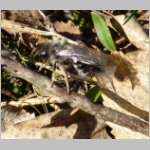Andrena-vaga mit Stylops 01.jpg